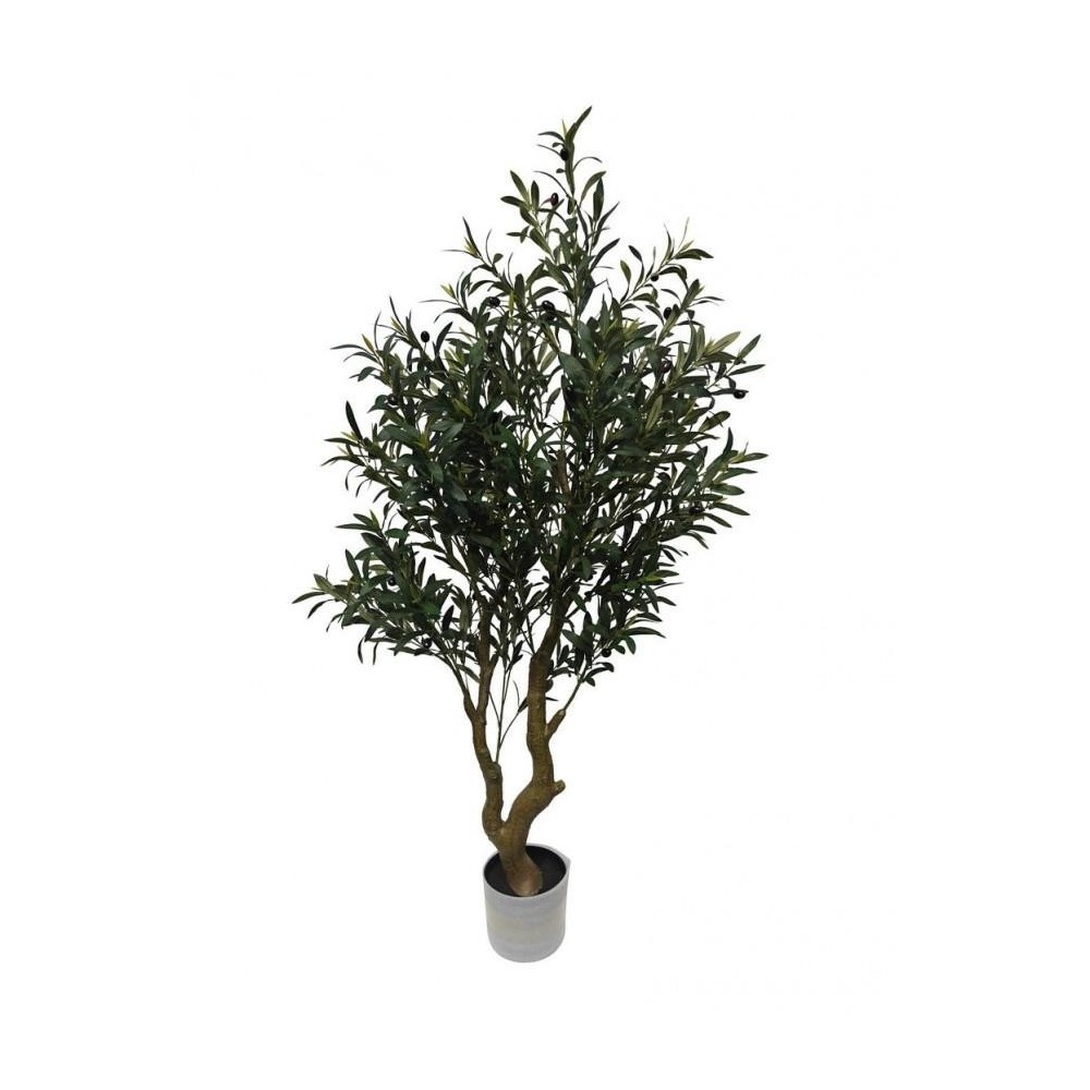 PIANTA ULIVO C-VASO H150